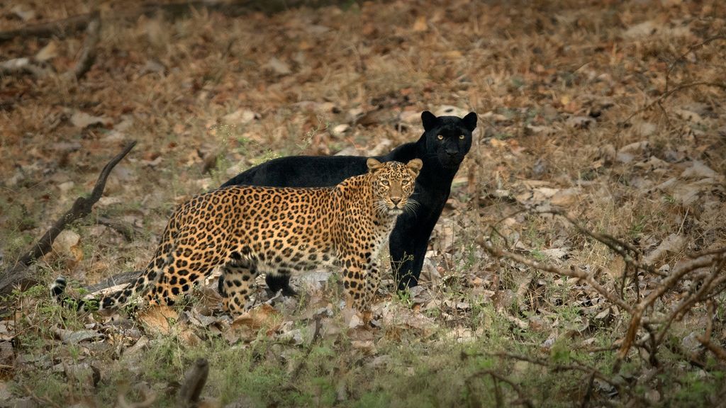 Kabini
